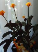 Pot Virágok Calathea, Zebra Növény, Páva Növény narancs
