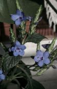Pot Flowers Blue sage, Blue eranthemum shrub light blue