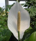 Sobne cvetje Mir Lily travnate, Spathiphyllum bela