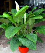 Pot Blomster Fred Lilje urteagtige plante, Spathiphyllum hvid
