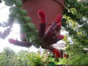 Topfblumen Agapetes ampelen rot