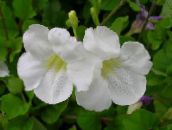 Asystasia Arbustos (blanco)