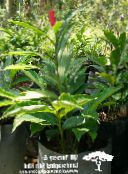 Kırmızı Zencefil, Kabuk Zencefil, Indian Zencefil Otsu Bir Bitkidir (kırmızı)