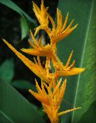 Saksı çiçekleri Istakoz Pençesi,  otsu bir bitkidir, Heliconia sarı