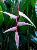 Pot Flowers Lobster Claw,  herbaceous plant, Heliconia pink