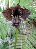 Εσωτερικά λουλούδια Κεφάλι Νυχτερίδα Κρίνος, Λουλούδι-Νυχτερίδα, Διάβολος Λουλούδι ποώδη, Tacca καφέ