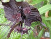 Εσωτερικά λουλούδια Κεφάλι Νυχτερίδα Κρίνος, Λουλούδι-Νυχτερίδα, Διάβολος Λουλούδι ποώδη, Tacca καφέ
