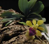 des fleurs en pot Haraella herbeux jaune