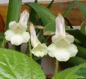 Pot Bloemen Chirita kruidachtige plant wit