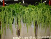Amaranthus, Liefde-Leugen-Bloeden, Kiwicha Kruidachtige Plant (groen)