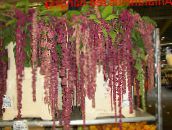 Pot Blomster Amaranthus, Kærlighed-Løgne-Blødning, Kiwicha urteagtige plante, Amaranthus caudatus claret