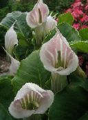 Pote flores Dragon Arum, Cobra Plant, American Wake Robin, Jack In The Pulpit planta herbácea, Arisaema rosa