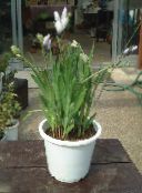 Bavian Blomst, Bavian Rod Urteagtige Plante (hvid)