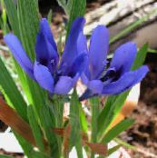 Paviāns Ziedu, Baboon Sakne Zālaugu Augs (gaiši zils)