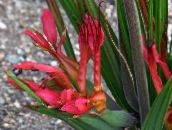 Baviaan Bloem, Baviaan Wortel Kruidachtige Plant (rood)