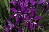Кімнатні квіти Бабіана трав'яниста, Babiana фіолетовий