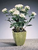 Pot Flowers Jasmine Plant, Scarlet Trumpetilla shrub, Bouvardia white