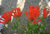 Oală Flori Plantă Iasomie, Trumpetilla Cărămizie arbust, Bouvardia roșu