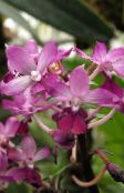 Calanthe Herbaceous Plant (pink)