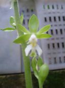 Calanthe Herbaceous Plant (green)