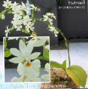 Εσωτερικά λουλούδια Calanthe ποώδη λευκό