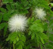 Pot Blomster Røde Pudderkvast busk, Calliandra hvid