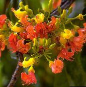 Pote flores Castanospermum árvore laranja