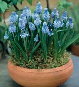 Pot Blomster Drue Hyacinth urteagtige plante, Muscari lyseblå