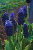 Grape Hyacinth Planta Herbácea (azul escuro)