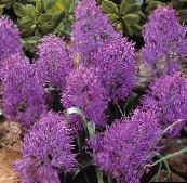 Drue Hyacinth Urteaktig Plante (lilla)