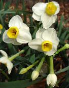 Podu Ziedi Narcises, Daffy Leju Dilly zālaugu augs, Narcissus balts