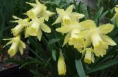 Pot Bloemen Narcissen, Daffy Benedendilly kruidachtige plant, Narcissus geel