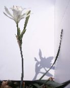 Flores de salón Narciso De Mar, Lirio De Mar, Lirio De Arena herbáceas, Pancratium blanco