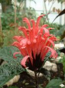 Flores de salón Penacho Brasileño, Flor Flamenco arbustos, Jacobinia rojo