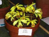Pot Blomster Indian Krokus urteaktig plante, Pleione gul