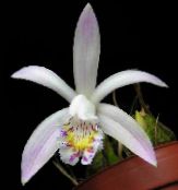 Podu Ziedi Indian Krokuss zālaugu augs, Pleione balts