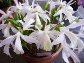 Pot Blomster Indian Krokus urteaktig plante, Pleione hvit