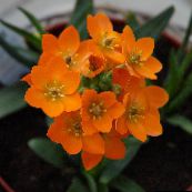 Unutarnja Cvjetovi Opuštene Betlehemska Zvijezda zeljasta biljka, Ornithogalum narančasta