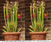 Pot Flowers Pitcher Plant, Sarracenia red