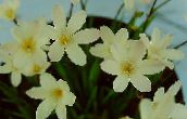Pot Blomster Sparaxis urteagtige plante hvid