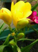 Pote flores Sparaxis planta herbácea amarelo