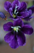 Pokojowe Kwiaty Sparaxis trawiaste purpurowy