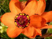 Kvetinové Kvety Sparaxis trávovitý oranžový