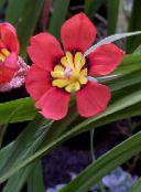 Pot Virágok Sparaxis lágyszárú növény piros