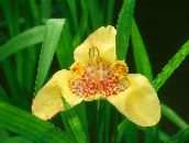  Tigridia, Mexikói Shell-Virág lágyszárú növény sárga