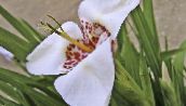 Topfblumen Tigridia, Mexikanische Shell-Blume grasig weiß