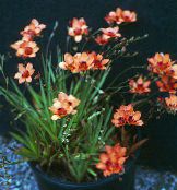 Kambarines gėles Tritonia žolinis augalas oranžinis