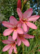 Kambarines gėles Tritonia žolinis augalas rožinis