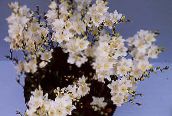 Kambarines gėles Tritonia žolinis augalas baltas