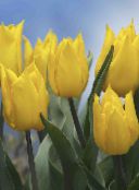 Pot Virágok Tulipán lágyszárú növény, Tulipa sárga